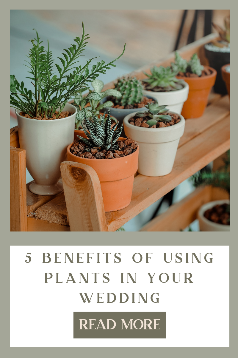 5 Benefits of using plants in your wedding